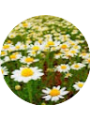 Picture of Ayşeg&uuml;l &ccedil;elebi