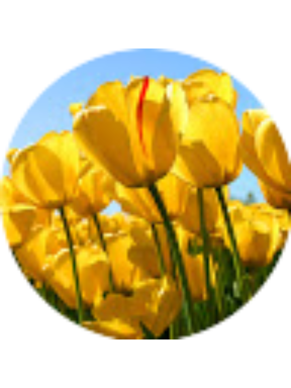 Photo of Tudor Stefan