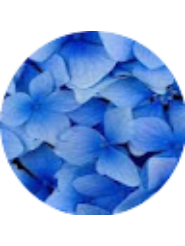 Photo of Divya Viswanath