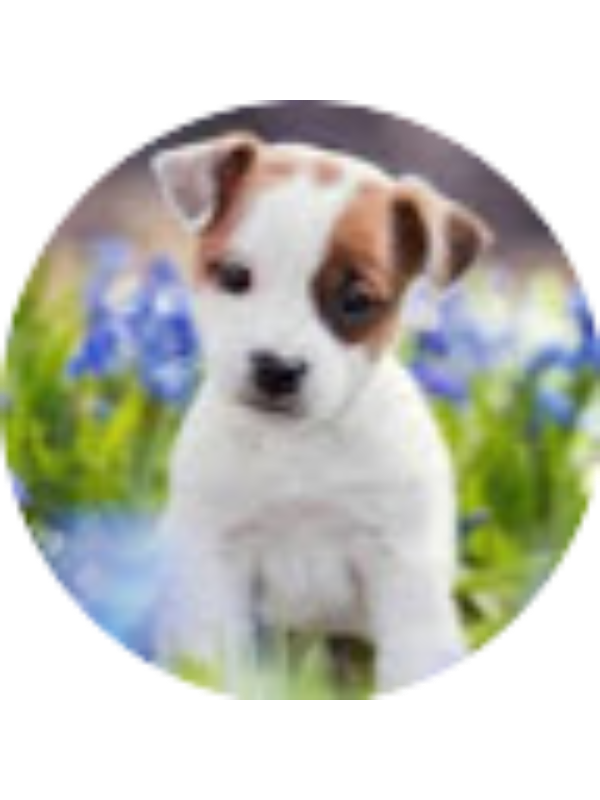 Photo of Nitish Padmanathan