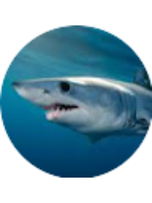 Photo of Kaitlyn Shields