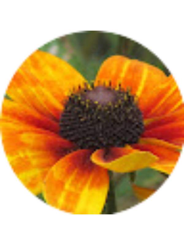 Photo of Madelaine Heggestad