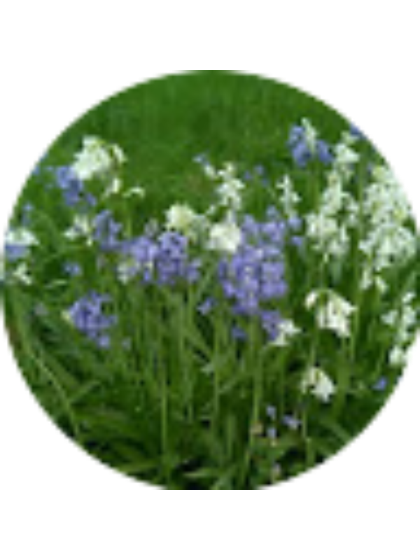 Photo of Suzanne Pollard