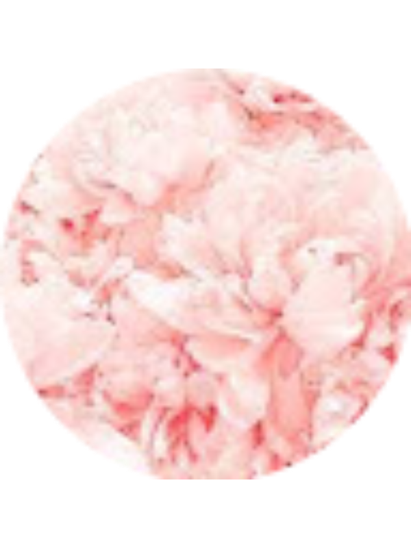 Photo of Blueberries Bb