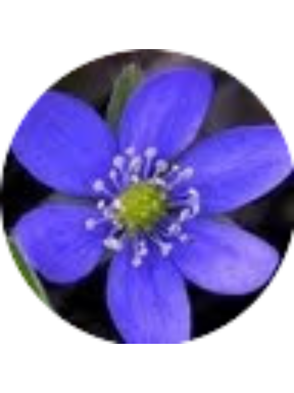 Photo of Hamza Elaidouni