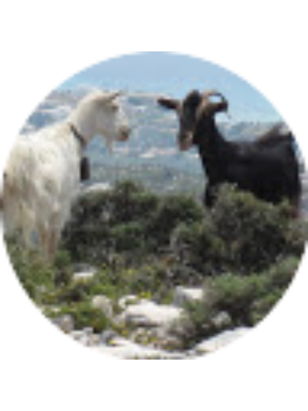 Photo of Dimitra Karousou