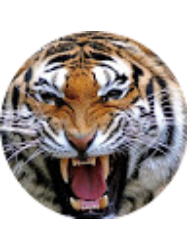 Photo of Sophia Young