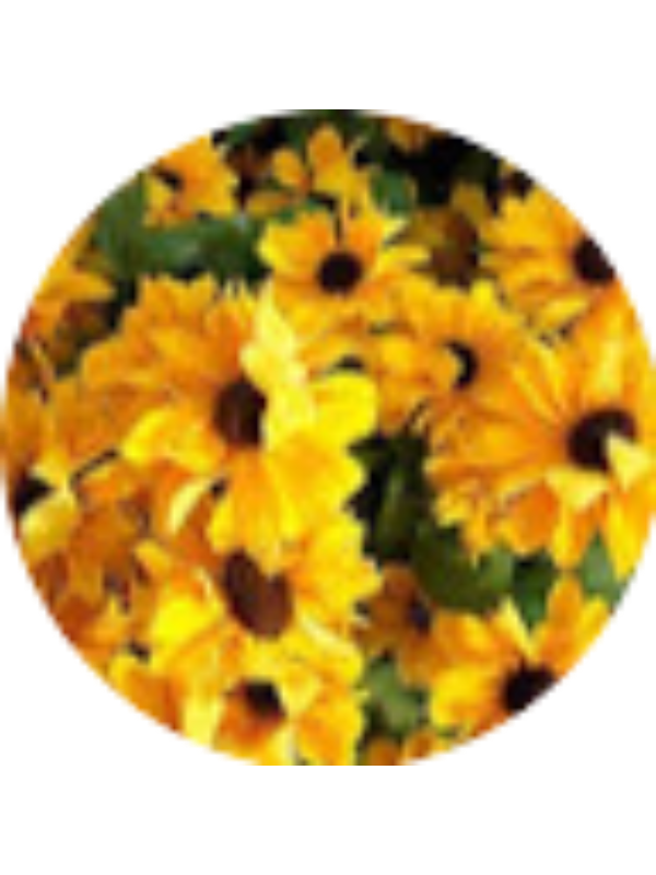 Photo of Sophie Knapp