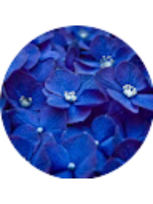 Photo of JaMoya Blue