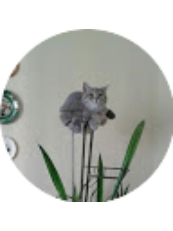 Photo of Kennedy Willcott  (STUDENT)