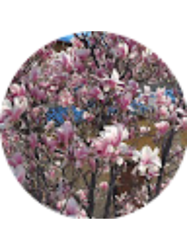 Photo of ELENA Paraschiv