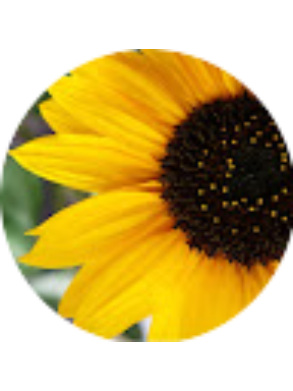 Photo of Marija Farrugia