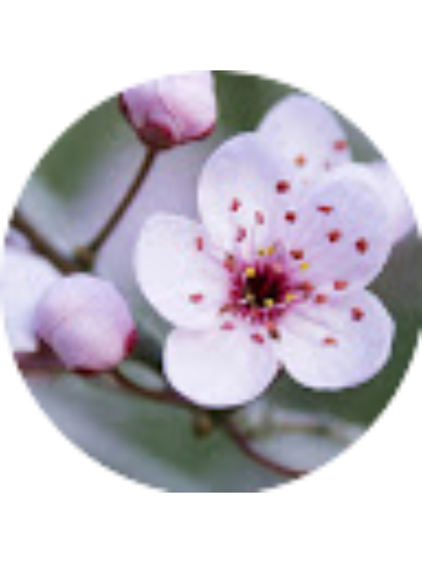 Photo of &Alpha;&gamma;&gamma;&epsilon;&lambda;&iota;&kappa;ή &Beta;&omicron;&upsilon;&lambda;&gamma;&alpha;&rho;ά&kappa;&eta;