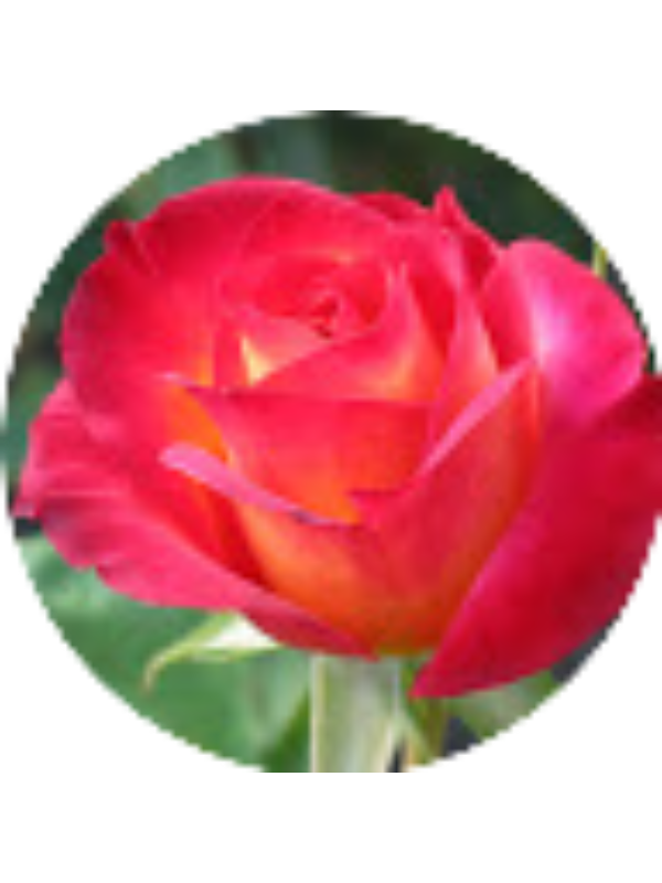 Photo of Seven Glynn