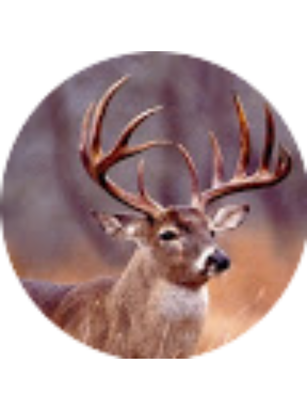 Photo of Brody Bakken