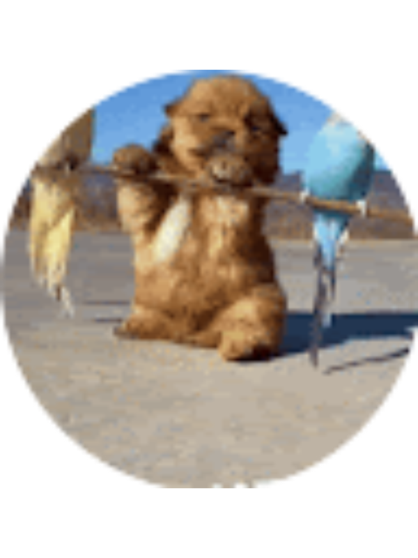 Photo of Emery Richards _ Student - ApexES