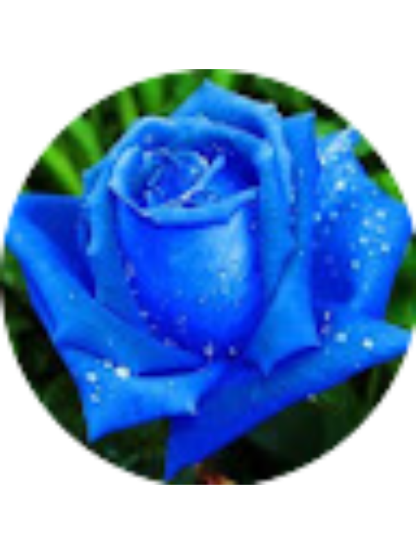 Photo of Τριανταφυλλιά Σουχάμβαλη