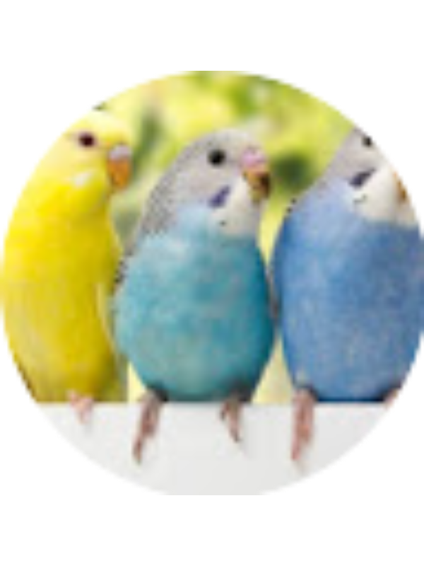 Photo of Nicolly Freitas