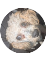 Picture of Maya Dimic