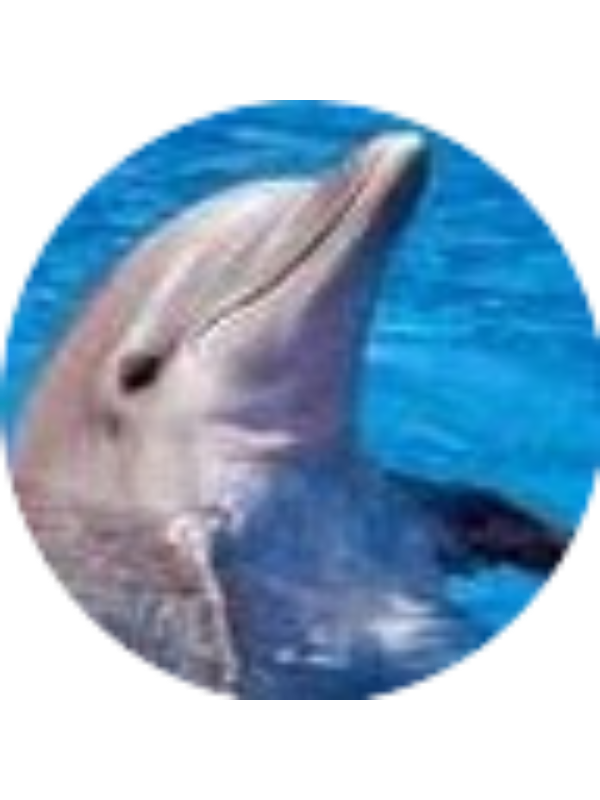 Photo of Şenay MOUSTAFA