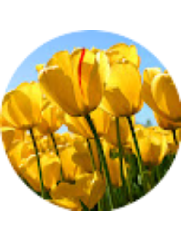 Photo of LAKSHANA MAGESEN Moe