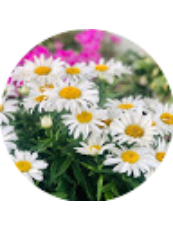 Photo of Ksenia Vikulova