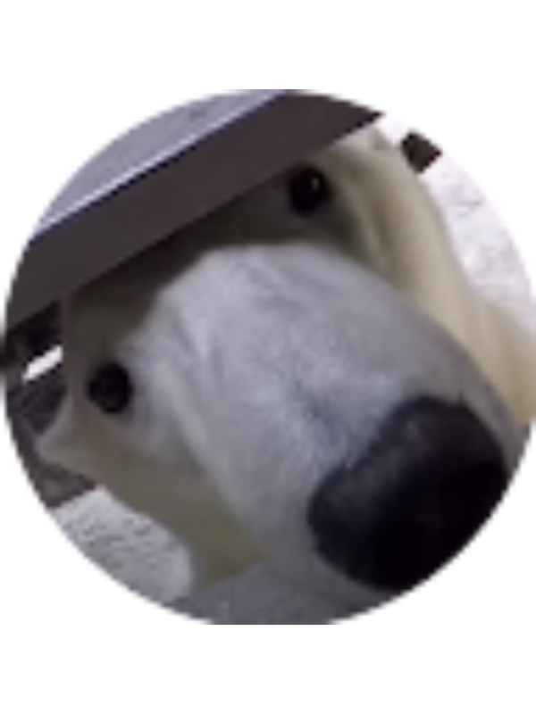 Photo of SAM COLLINS