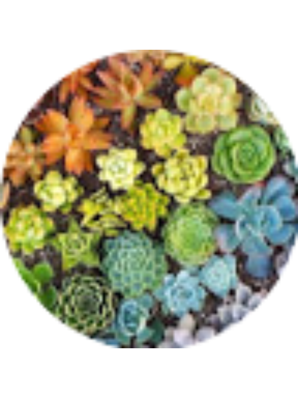 Photo of Karmacha Meleon