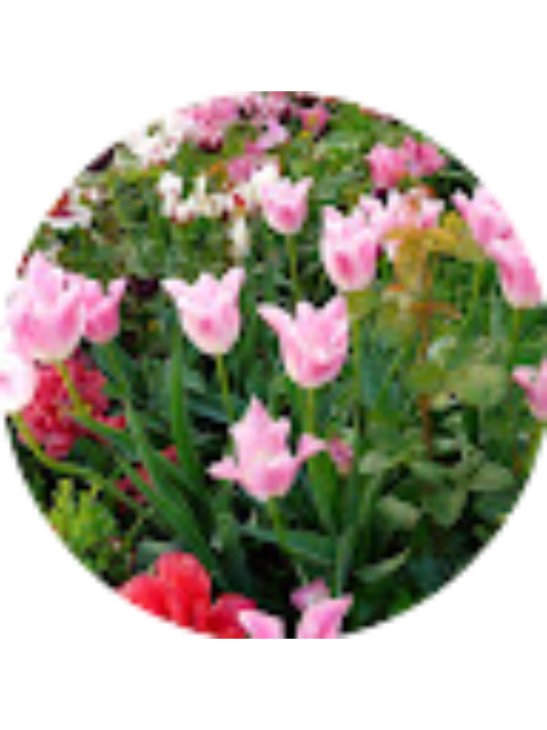 Photo of Manuela Grigore