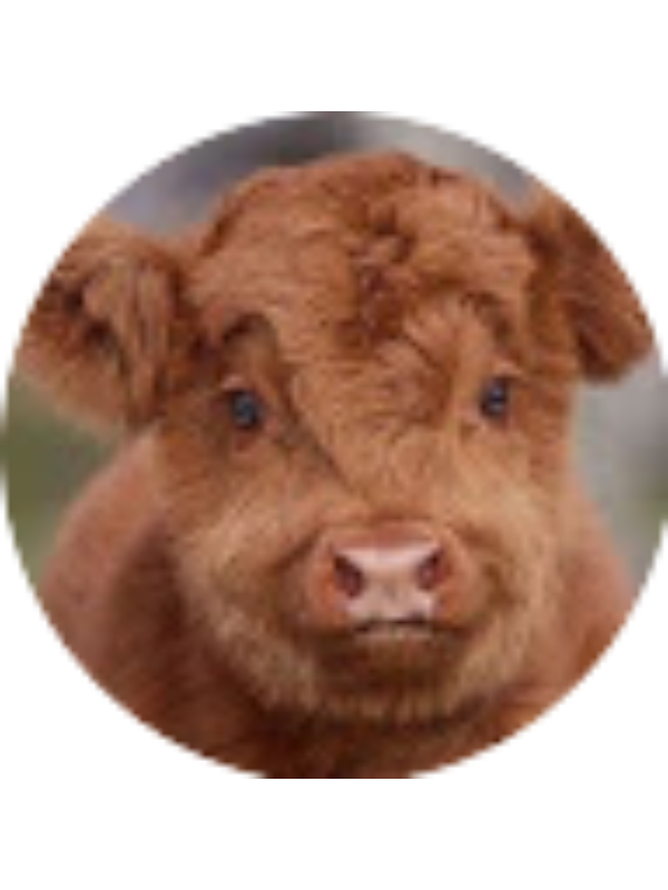 Photo of AYLIN AZERI