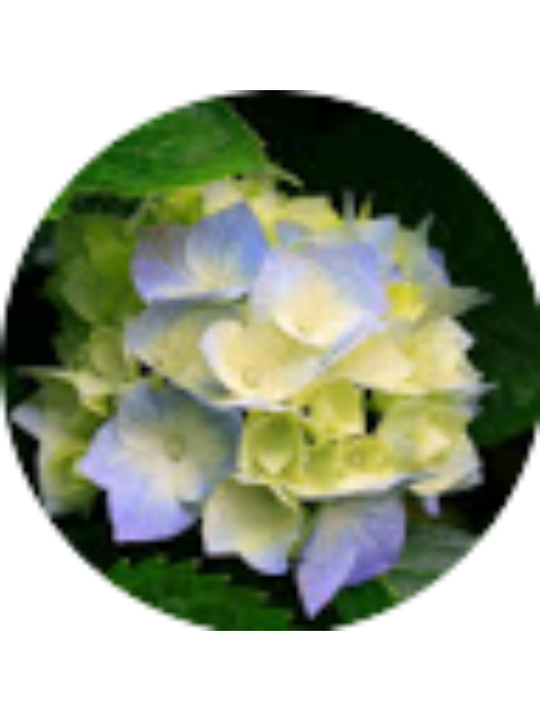 Photo of Jhayra Ayale Samame Quiroga