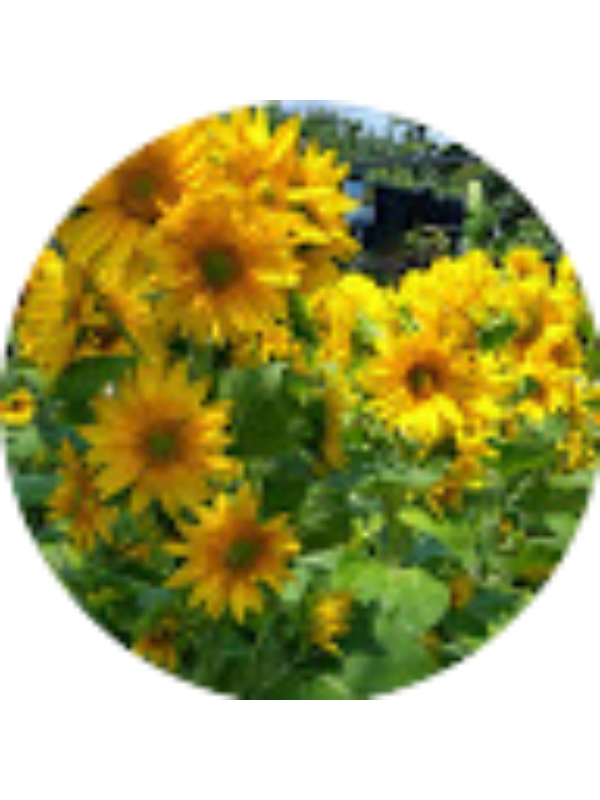 Photo of Ngọc Chi Nguyễn