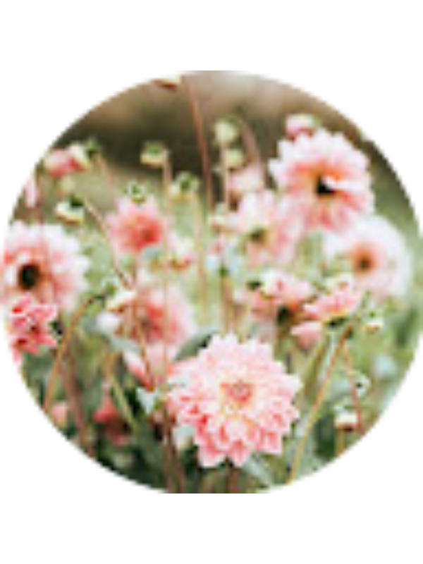 Photo of Nawaar Akhtar