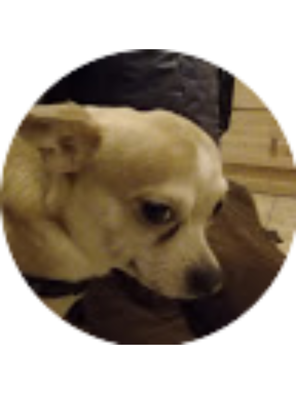 Photo of Рома TV