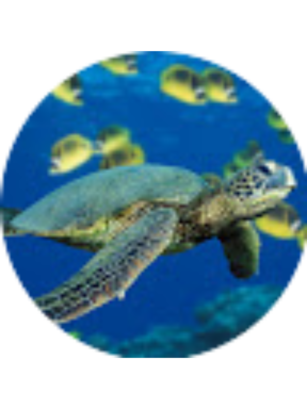 Photo of Matilde Ascoli