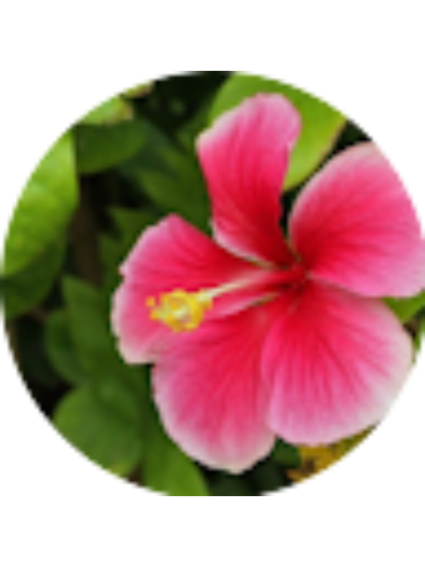 Photo of LAUREN KRAUSE