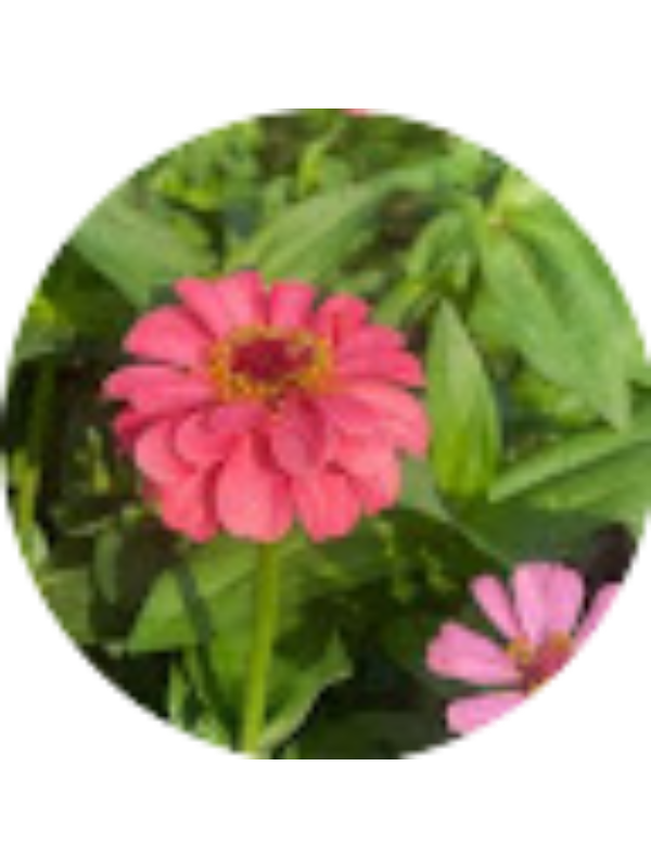 Photo of Umang Walia