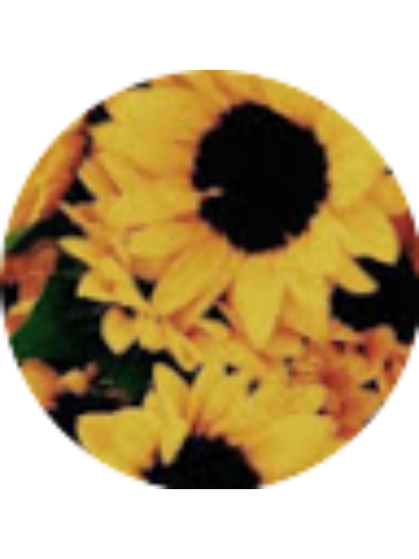 Photo of Brianna Pellerin