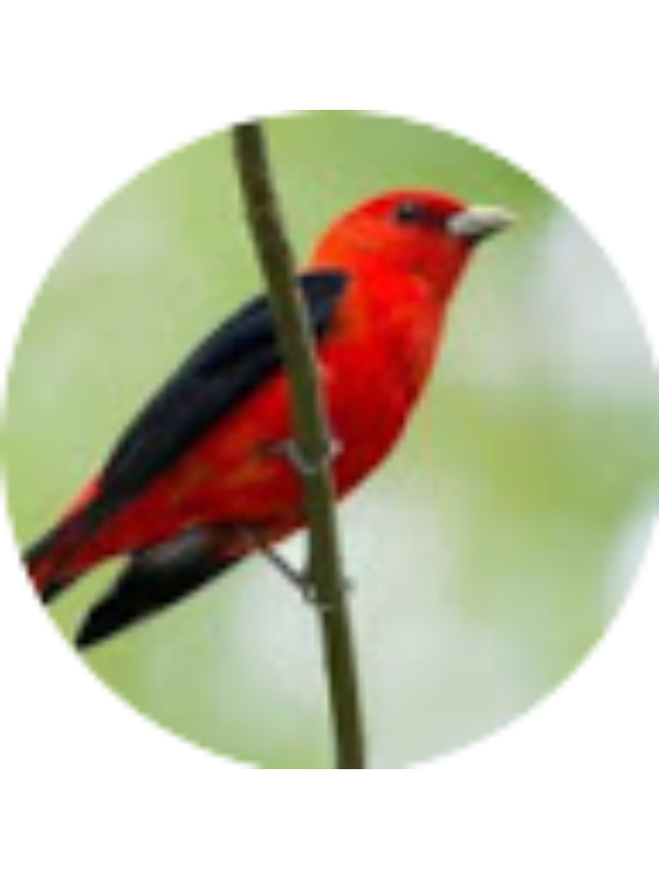 Photo of Jolene Fickas