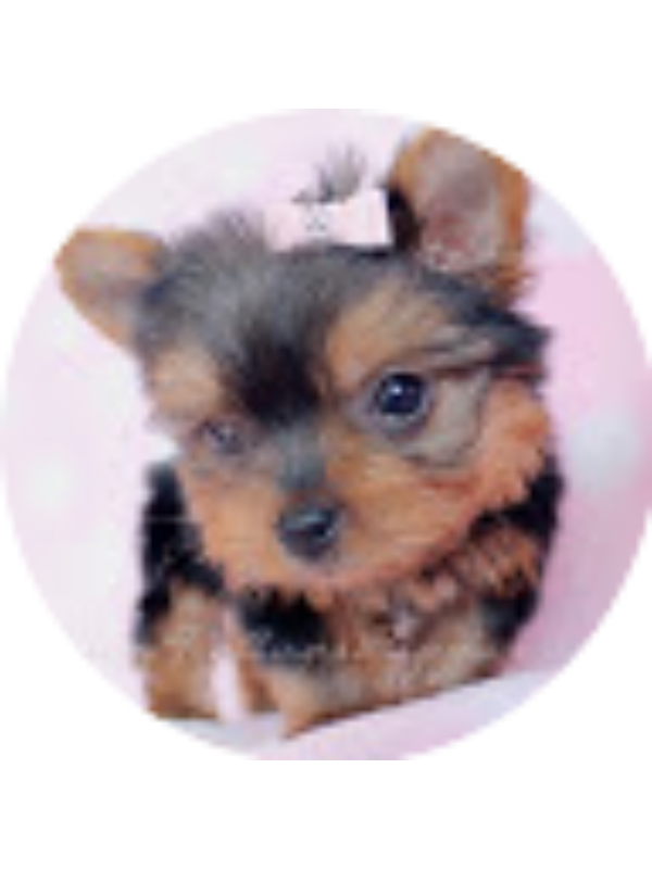 Photo of Destiney Reveles