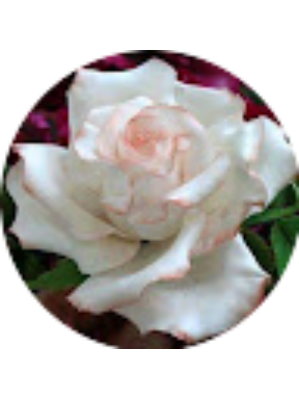 Photo of G&uuml;lnar Kılavuz