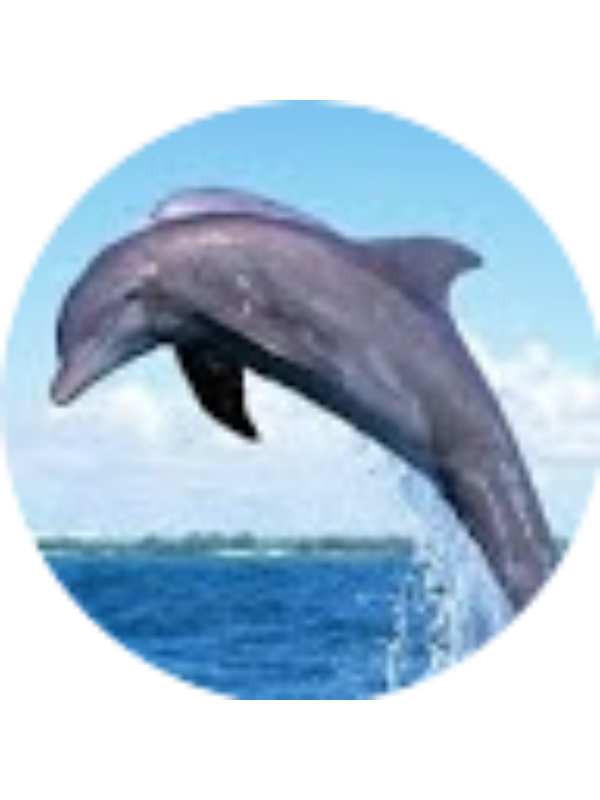 Photo of Zeila Pinto