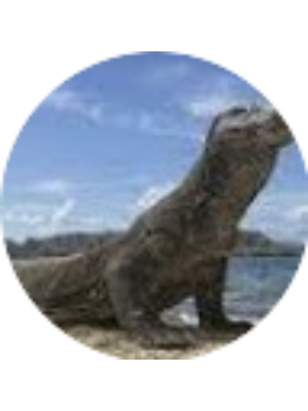 Photo of Christian TARALA