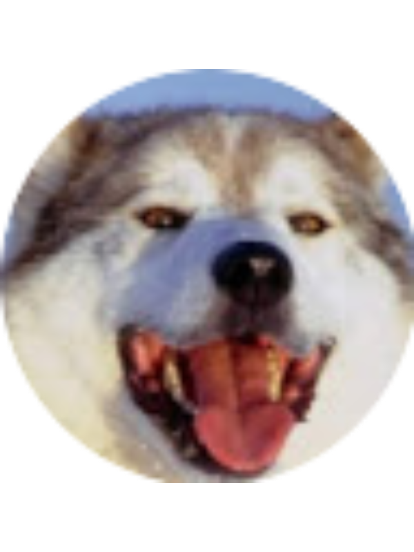 Photo of ISABELLA ALVARADO VILLA