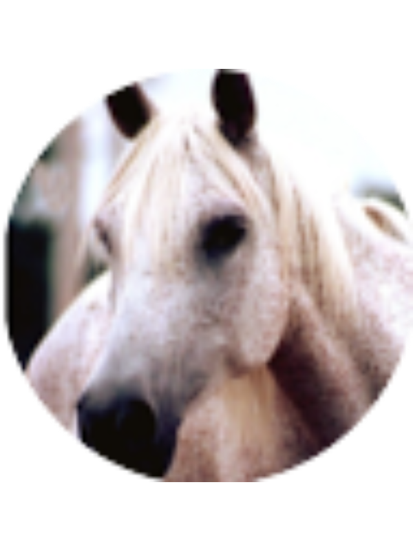 Photo of ELISE NOTMAN