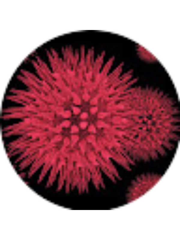 Photo of Vasiliki Papanikolaou