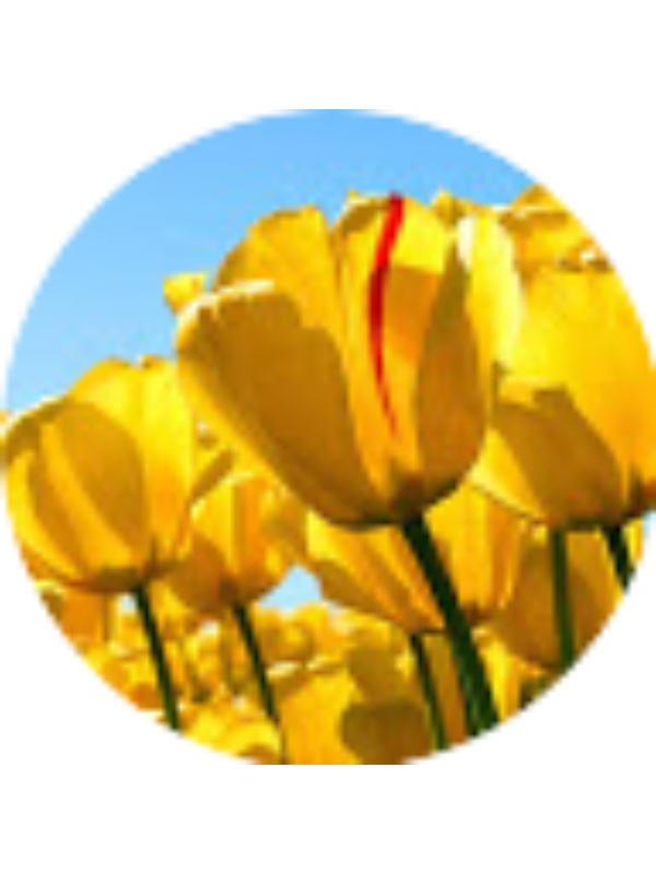 Photo of Oznur AKGÜL