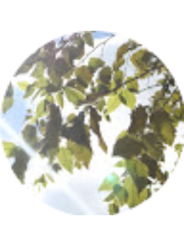 Photo of Trent Sanchez