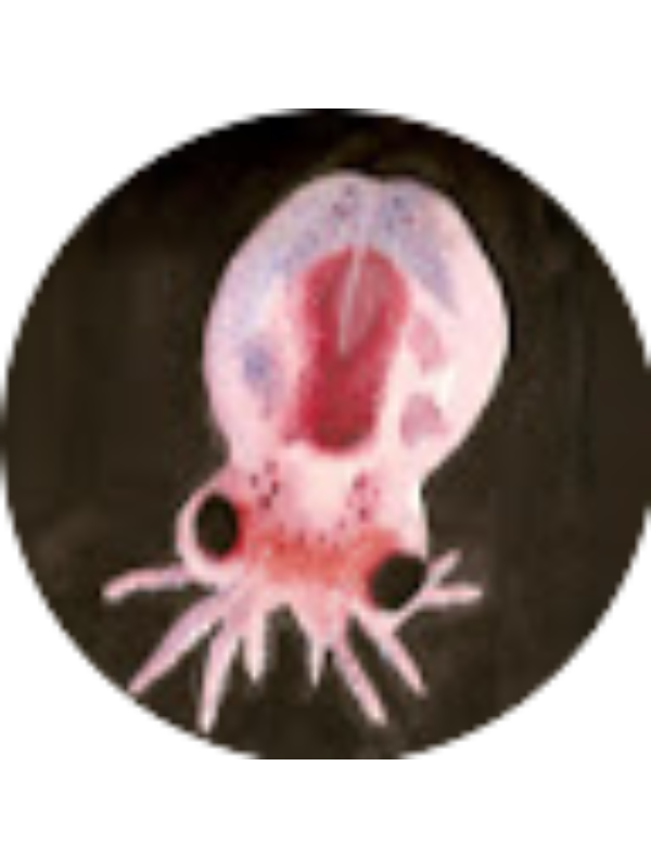 Photo of Trevor Golden