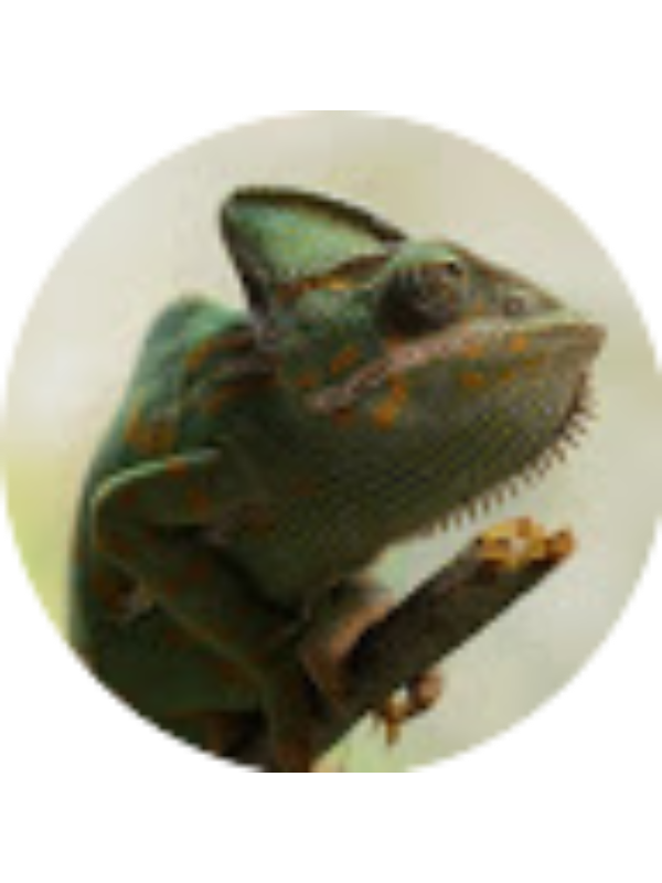 Photo of VASILE ANTONIU BENE